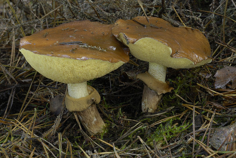 Suillus luteus